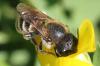 Osmia aurulenta